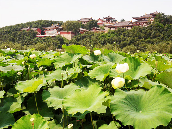 中华寺环境 (7)