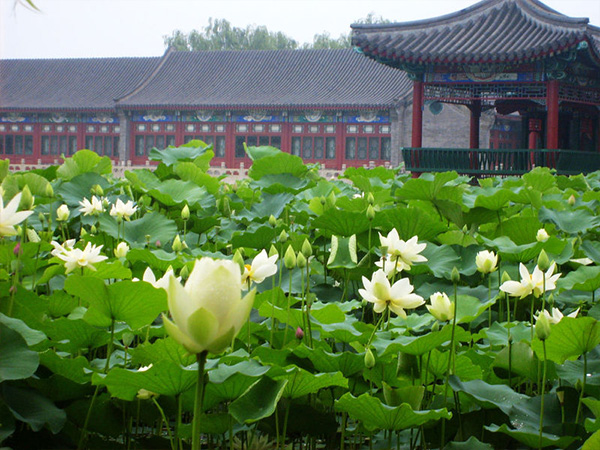 中华寺环境 (6)